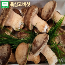 [온유네농장] 육삼고버섯 송화버섯 선물세트 유기농 건강버섯 1kg 산지직송 명절선물 설날선물, 일반형 선물세트