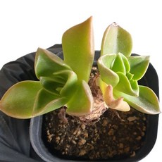 [앨리다육코리아] 분재 같은 수형 다육식물 두둘레야 카울리플로라 화분크기 6cm