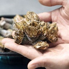 국내산 급냉 거북손, 1박스, 500g