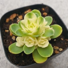 [앨리다육코리아] 장미처럼 풍성한 군생 에오니움 캐치아이금 6cm 화분크기