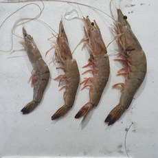 여수 급냉 못난이 대하 1kg15-25미 구이용 찜용 프리미엄, 1