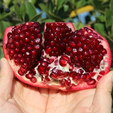 팬시 생 석류, 1개, 1kg 내외(중과/3개)