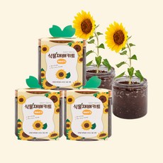 마마픽스 이지그로우 식물재배키트 3개 세트(11종), 재배키트-해바라기3개