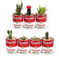 [From제주]캠벨캔 선인장 화분-레드(선인장 랜던발송), 1개