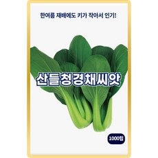 산들 청경채 씨앗 1000립 고온 재배 가능하고 연중 출하 가능한 청경채씨 종자, 1개