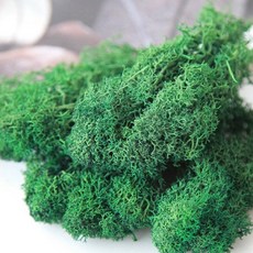 現貨 20克 乾燥苔蘚 永生苔蘚 DIY微景觀材料包 造景裝飾, 綠色