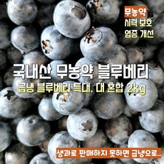 [산지직송] 국내산 새벽수확 당일급냉 무농약 고당도 고랭지 햇 블루베리 선물용 가정용 재철과일, 1박스, 새벽수확 당일급냉 무농약 고당도 특.대 혼합 2kg