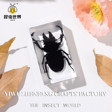 곤충 표본 자연의 세계에 대한 엿보기, 7 3cm soy
