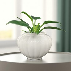 공기정화 수경식물 국내산 백자 화병 콩고 풍수 인테리어 재물운 소품