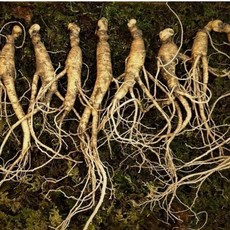 장뇌산삼7년근 150g(15뿌리), 1세트, 150g