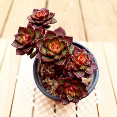 레티지아 매직쨈 2두이상 다육이 키우기 사계절 색상이 변하는 다육식물4-4, 단품, 1개, 식물