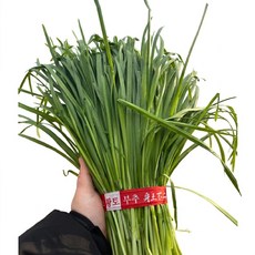 행복식품 당일수확 신선 국내산 부추, 1kg x 1박스, 1kg, 1