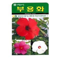 부용화 꽃 씨앗 (합 200립) 꽃씨 종자, 2개