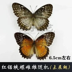 29 신중하게 선택된 나비 표본 실제 곤충 교육 날개 펼쳐지지 않은 홈 장식 여러 스타일, 26 O  random