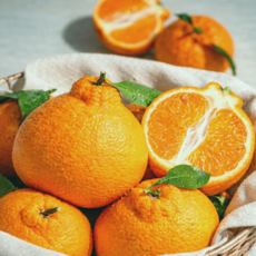 [오늘수확] 제주직송 고당도 프리미엄 한라봉, 1박스, 5kg (가정용)