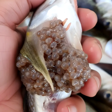 [한정기획특가]당일조업 동해 자연산 햇 도루묵, 1박스, 500g