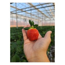 달콤새콤 설향 특 400g(12개입 내외)185574