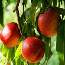 천도(신비)복숭아나무묘목 접목1년생, 접목1년 중묘, 1개