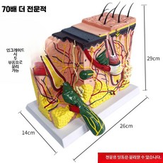 피부 모형 모낭 피부과 해부학 병원 인체 모형 교육용 교육, 1개, 2개의 부품 70배 확대된 피부