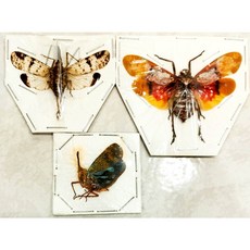 蟲新發現 蝴蝶標本A1 蠟蟬三種乾貨1組, 1個
