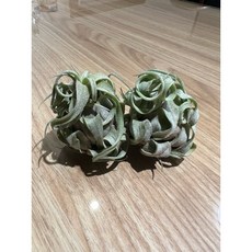 空氣鳳梨 室內觀賞植栽