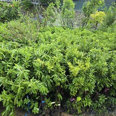 충주원예조경 / 홍철쭉 / 40cm, 1개