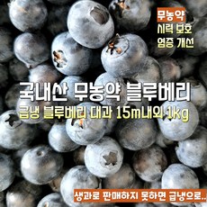 [산지직송] 국내산 새벽수확 당일급냉 무농약 고당도 고랭지 햇 블루베리 선물용 가정용 재철과일, 1박스, 새벽수확 당일급냉 무농약 고당도 고랭지 대과 1kg