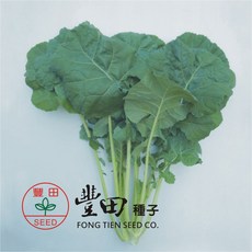 豐田種子 葉太郎油芥菜種子 葉片大 葉厚柔軟 食味佳, 1包