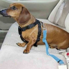 차량용 강아지 안전 벨트 이동용 애완견 자동차 차량용 반려동물 안전 벨트 목줄 하네스 가슴 용품 운전, 핑크