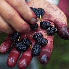 25년 나주 햇 오디 토종 청일 오디 과상 2호 오디 급속냉동, 1개, 토종 청일 오디 2kg