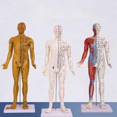 침술 인형 혈자리 교육용 침술교구 모형 인체 과학실, 80CM 반피 반근 침술, 1개