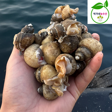 자연산 흑고동 흑골뱅이, 1개, [동해안]흑골뱅이1kg(70미내외)