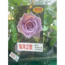 霏霏園藝 海洋之歌玫瑰花苗 微香勤花強健抗病四季開花, 1個