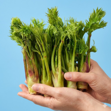 [초특가할인]자연산 참두릅 산지직송 국산 두릅, 1개, 1kg