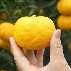 고흥 산지직송 2024 수확 프리미엄 노란유자 생유자 햇유자, 1박스, 5kg(못난이)