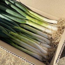 산지직송 진도대파 3kg 5kg, 1개, 3g