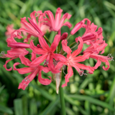 [나은식물원]6.[네리네 구근] 펄스오브체리-1구