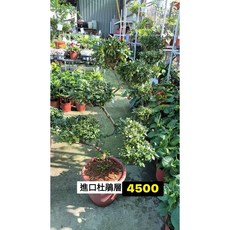 霏霏園藝進口杜鵑盆栽，原價7000元，特價4500元