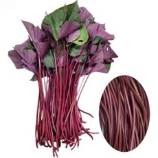 여주 고구마 줄기 통채루 껍질째먹는 고구마순(잎포함), 1kg, 1개