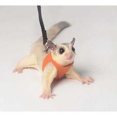 슈가글라이더 하네스 목줄 하늘 다람쥐 산책줄 스트랩, 오렌지 쓰리피스 슈트, 1개