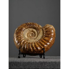 암모나이트화석 표본 고생물 장식품 과학 생물 관찰, J