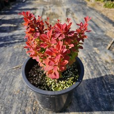 오렌지아이스 매자 / 15cm포트 칼라정원 / 포인트 정원수 / 꽃과정원이야기, 1개
