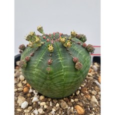 [가람다육] 오베사 실생, 1개, 168