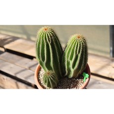 왕대품 사이즈 대봉룡군생 선인장 희귀식물