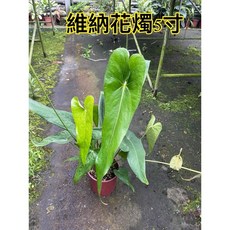 霏霏園藝 維納花燭 5寸盆栽, 1個, 5吋特價399元