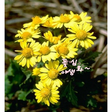 꽃심야생화 감국 노지월동다년초 1~20포트 국화차재료 꽃차 약용식물 규격8cm포트묘, 4개