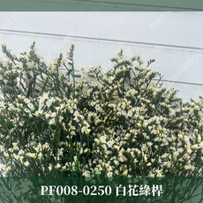 CANLONGER FLOWER 水晶花 居家裝飾乾燥花材, 0250白花綠桿,原裝(超取會修剪適合裝箱尺寸), 1個