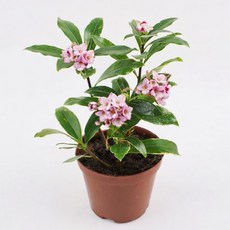 갑조네 천리향(소품) 나무 화분 묘목 서향나무 꽃화분 실내정화식물 향기나는꽃 겨울꽃 야생화, 1개, 단일