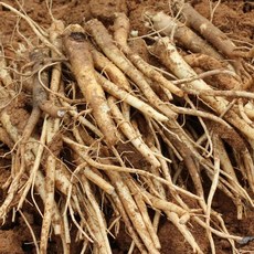 싱싱햇 국산 흙도라지 세척 도라지 생도라지, 세척도라지 (실속), 1박스, 3kg