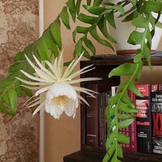 大鯊魚劍蕨葉仙人掌雨林仙人掌模型 趣味造型擺件 療癒系桌面裝飾, 1個, 10 cm